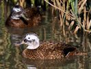 Laysan Duck (WWT Slimbridge April 2013) - pic by Nigel Key